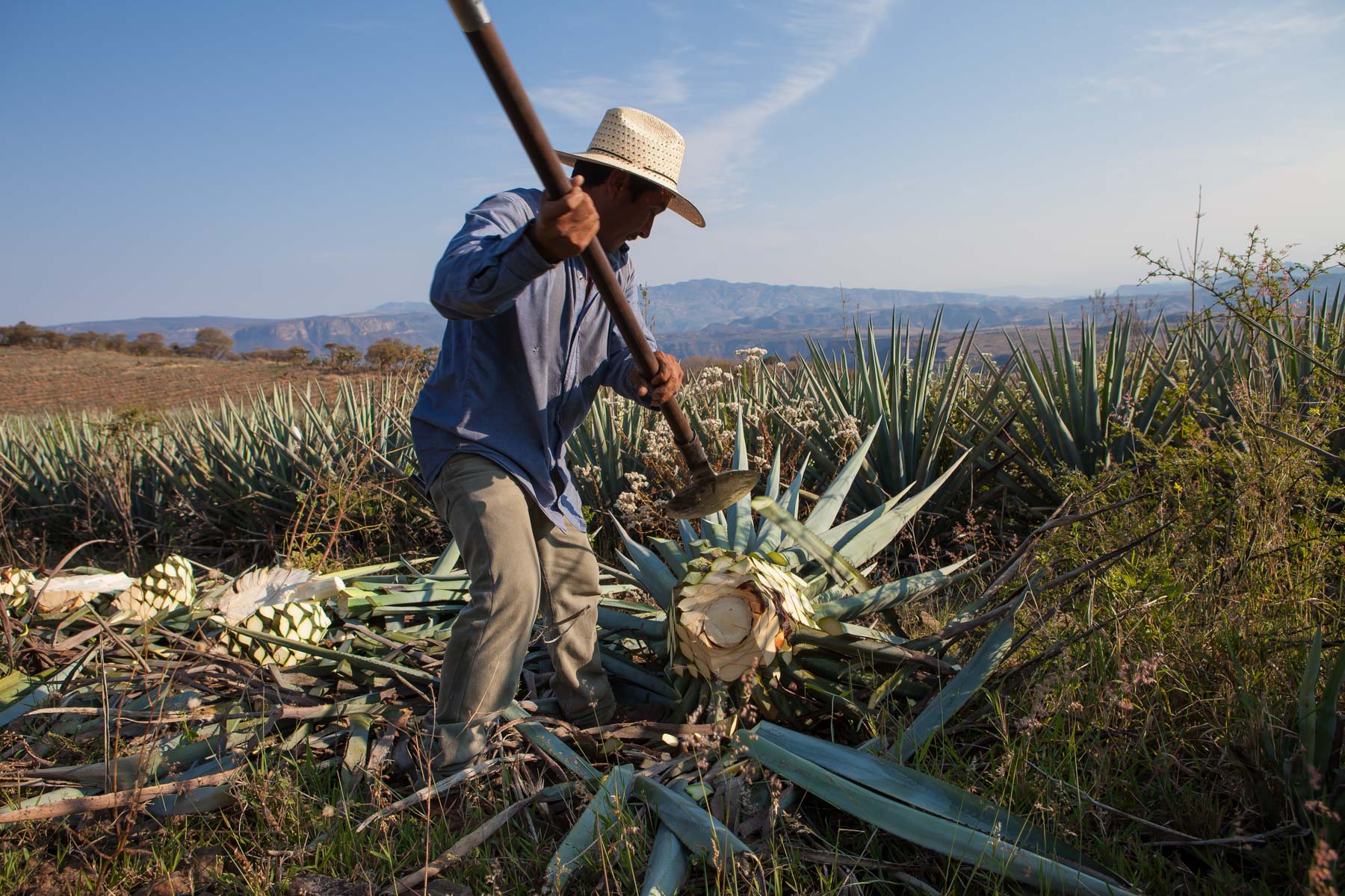Cosecha del Agave